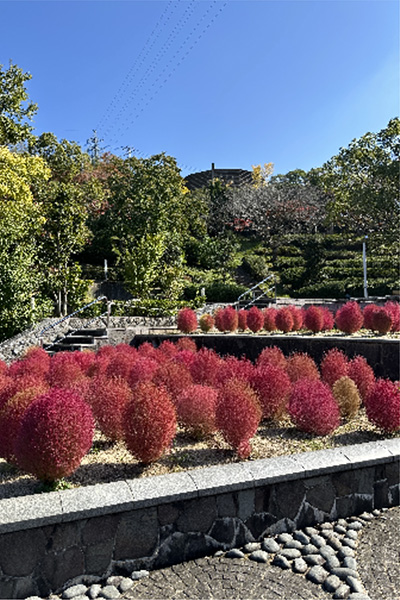 開花状況の写真2