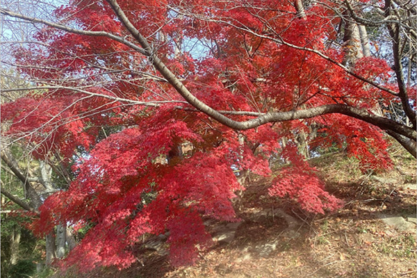 開花状況の写真1