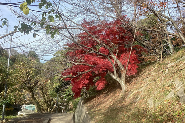 開花状況の写真2