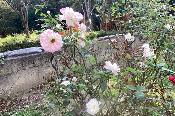 開花状況の写真3