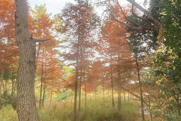 開花状況の写真4