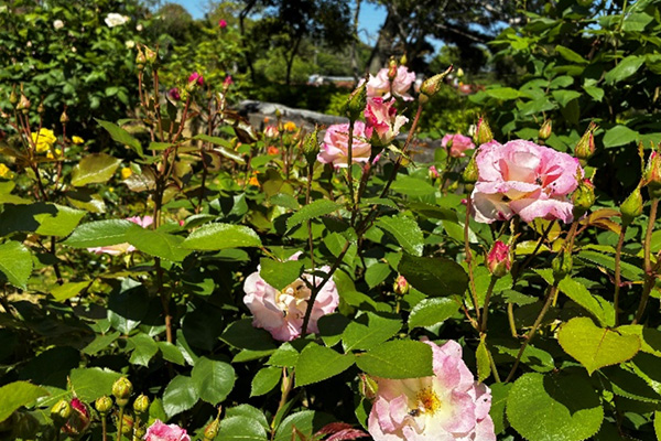 開花状況の写真1