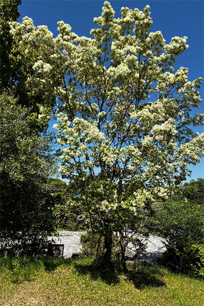 開花状況の写真5