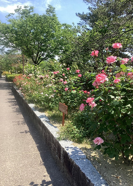 開花状況の写真1