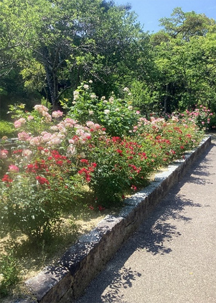 開花状況の写真2