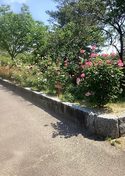 開花状況の写真3