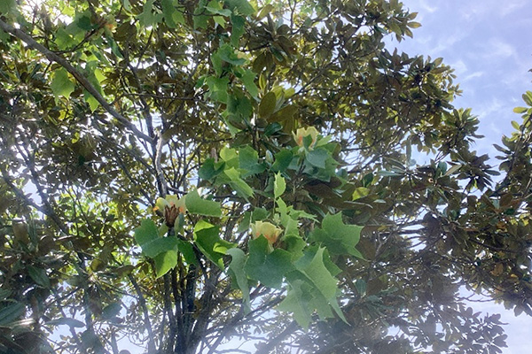 開花状況の写真5