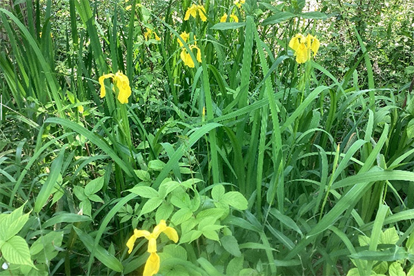 開花状況の写真6