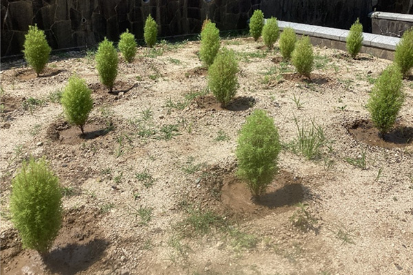 開花状況の写真4