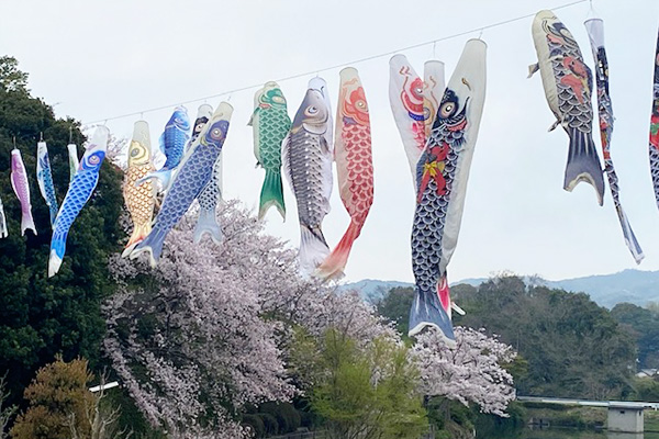 鯉のぼりの写真2