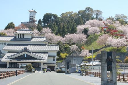 桜（ソメイヨシノ）