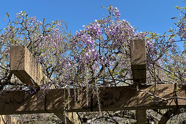 開花状況の写真1