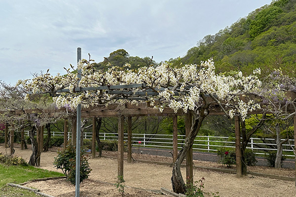 開花状況の写真2