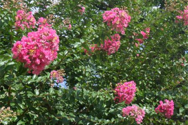 開花状況の写真1
