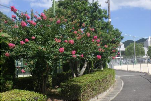 開花状況の写真2