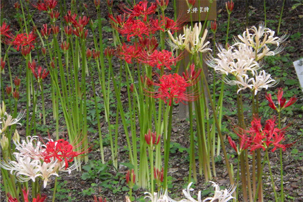 開花状況の写真1