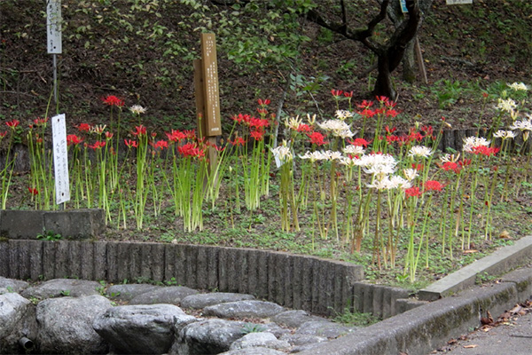 開花状況の写真1