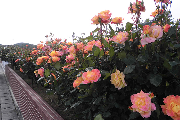 開花状況の写真3