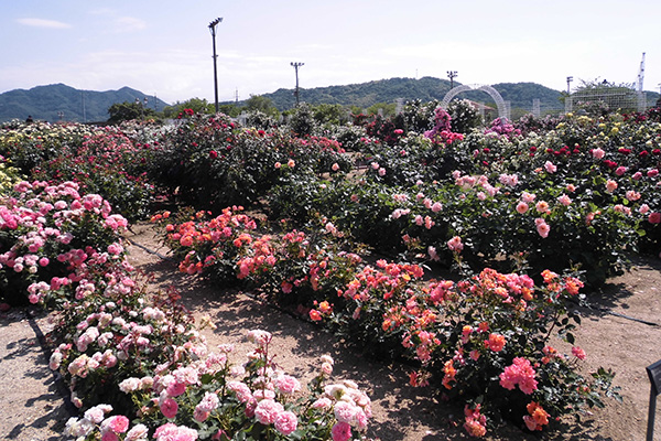 開花状況の写真1