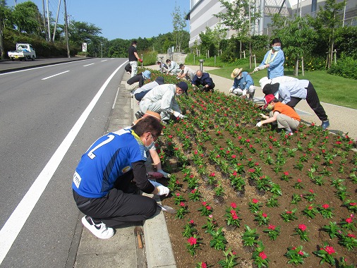 日々草の植付け（バリクリーン花壇）の写真 1