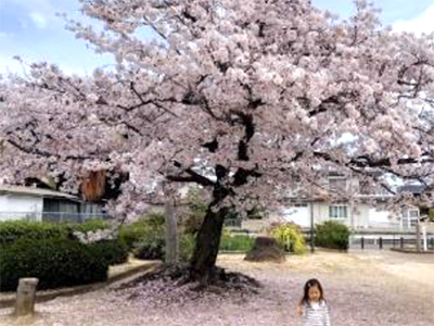 御厩公園の写真12