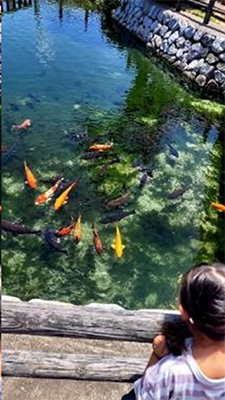 中寺弁天泉公園の写真4