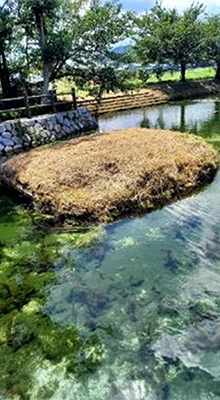 中寺弁天泉公園の写真9