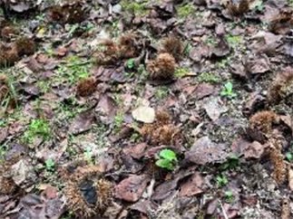 朝倉緑のふるさと公園の写真5