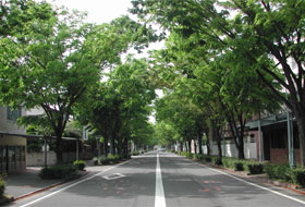 街路樹の写真